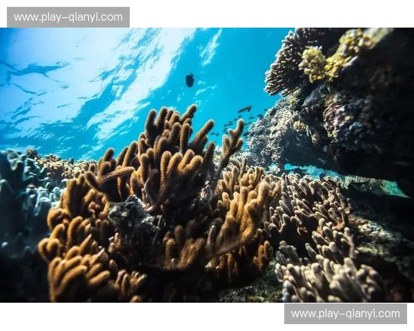 绿茵飓风卷过珊瑚礁：巴拉竞vs圣克鲁斯，一场灵魂深处的巴西足球史诗